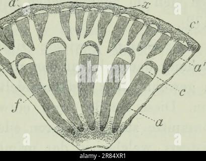 "Elemente der wissenschaftlichen Botanik" (1906) Stockfoto