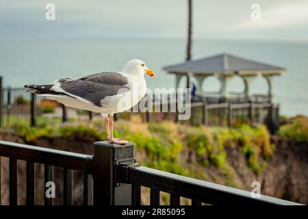 Möwe am Zaun. Gull sitzt auf dem Geländer des Zauns. Die Möwe sitzt auf einem Zaun in der Nähe einer Klippe vor dem Hintergrund des Ozeans. Natürlicher Lebensraum von Möwen, aus nächster Nähe Stockfoto