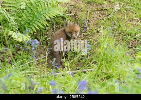 Fuchs, Rotfuchs, Vulpes vulpes, Junges, das das Loch seiner Erde in Bluebell-Holz verlässt, Mai, Großbritannien Stockfoto