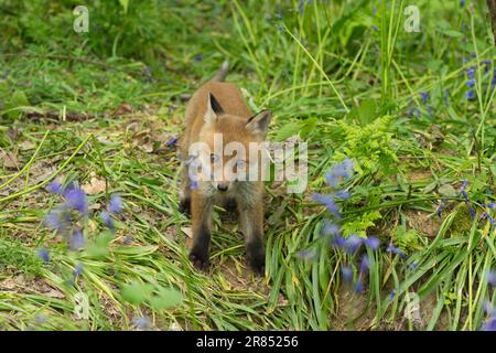 Fuchs, Rotfuchs, Vulpes vulpes, Junges, das das Loch seiner Erde in Bluebell-Holz verlässt, Mai, Großbritannien Stockfoto