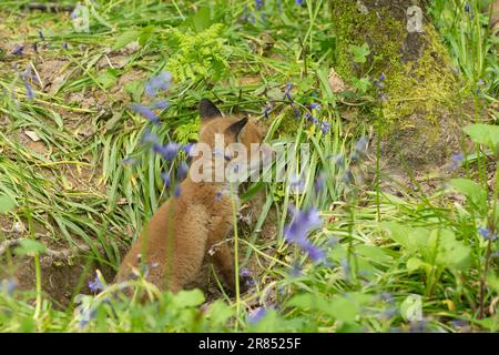 Fuchs, Rotfuchs, Vulpes vulpes, Junges, das das Loch seiner Erde in Bluebell-Holz verlässt, Mai, Großbritannien Stockfoto