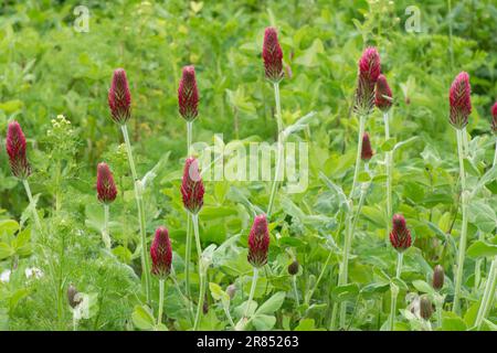 Trifolium incarnatum, Rosmarinklee, italienisches Klee, Blütenköpfe, Blumen, Sussex, May Stockfoto