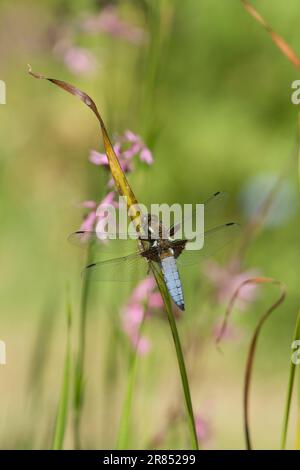 Breiter Körper, Libellula depressa, männlich, Libelle ruht mit unscharfen Blumen im Hintergrund, Ragged Robin, Mai Stockfoto