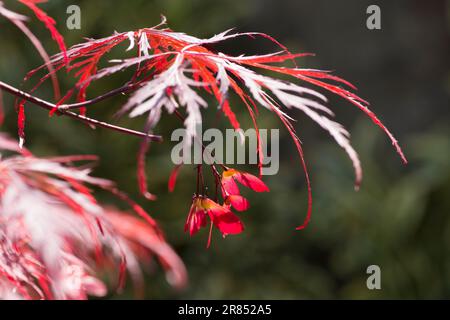 Acer palmatum disectum, Garnet, Samen, Mai Stockfoto