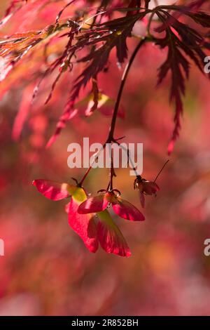 Acer palmatum disectum, Garnet, Samen, Mai Stockfoto