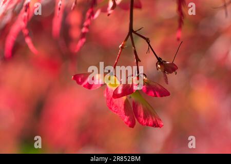 Acer palmatum disectum, Garnet, Samen, Mai Stockfoto