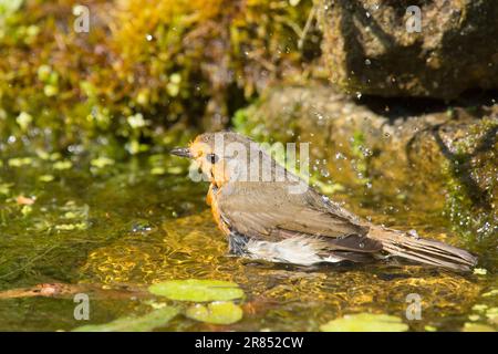 Robin, Erithacus rubecula, Baden in einem Gartenteich, May Stockfoto