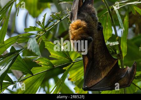 Die Rodrigues-Fledermaus (Pteropus rodricensis), die an einem Ast hängt Stockfoto