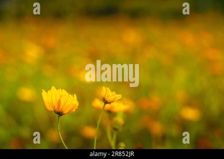 Schöne Nahaufnahme von gelben Kosmos-Blüten auf einer sonnigen Wiese mit selektivem Fokus und einem weichen goldenen Hintergrund. Stockfoto