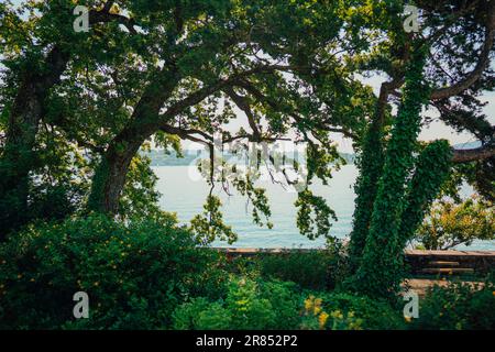 Ein atemberaubender Blick auf das üppige Grün an der Küste von Genf, Schweiz Stockfoto