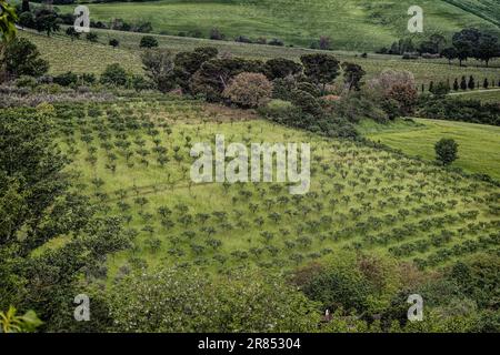 Toskanische Landschaft sanfte grüne Hügel von Montepulciano, Toskana, Italien Stockfoto