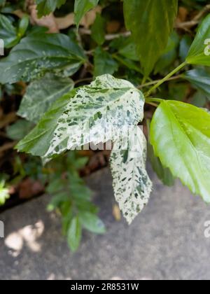 Frisches Blatt Monstera laniata schmale Form Minze, variiert im Topf, Stockfoto Stockfoto