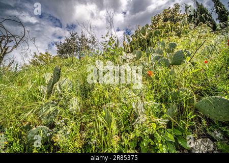 Opuntia Kakteen auf einer Steinmauer in Cortona, Toskana, Italien Stockfoto