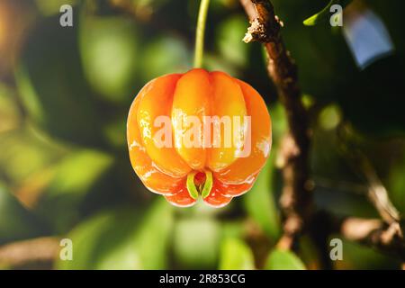 Pitanga, Frucht der Pitangueira, dicotyledonous der myrtaceae Familie. Es hat die Form von kugelförmigen und fleischigen Kugeln, reich an Vitamin C Stockfoto