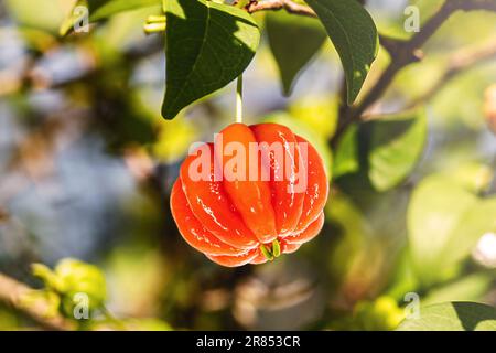 Pitanga, Frucht der Pitangueira, dicotyledonous der myrtaceae Familie. Exotische Früchte, in Form von kugelförmigen und fleischigen Kugeln, reich an Vitamin C, Braz Stockfoto