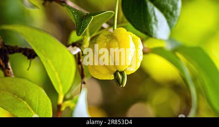 Pitanga, Frucht der Pitangueira, dicotyledonous der myrtaceae Familie. Es hat die Form von kugelförmigen und fleischigen Kugeln, reich an Vitamin C Stockfoto