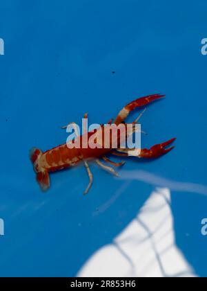 Rote Zwerggarnelen mit Kirschfeuer bleiben auf blauem Panzer, Stockfoto Stockfoto