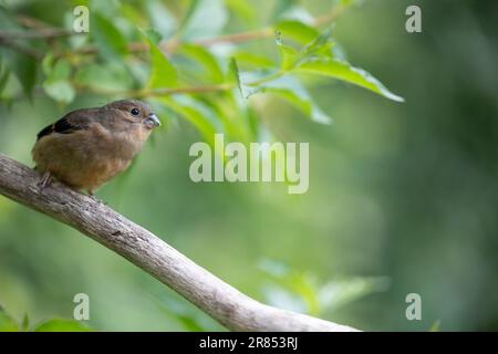 Junger Eurasischer Bullfink (Pyrrhula pyrrhula) auf einem Ast mit grünem Blatthintergrund. Yorkshire, Großbritannien (Juni 2023) Stockfoto