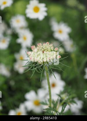 Daucus carota (lila wilde Karotte oder lila Küsse) blüht im Frühsommer auf einer Wiese/Wildblumen/Wildpflanzen-Gartenanlage Stockfoto