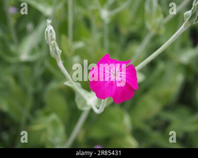 Nahaufnahme einer Rosengarten-Rosette campion (lychnis coronaria) in tiefrosa vor einem verschwommenen grauen/grünen Hintergrund Stockfoto