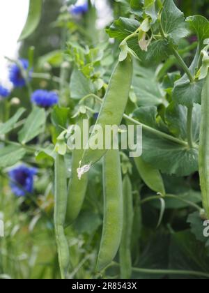 Nahaufnahme von Erbsenschoten, die im Sommer in Großbritannien auf einer Erbsenpflanze in einem Garten im Töpfchenstil wachsen, Kleingärten oder Gemüsepflaster Stockfoto