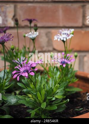 Osteospermum 'Spider' Löffel blüht in einer Topfseite, auf der ganze Pflanze und Stamm an einer alten Ziegelwand in einem Hüttengarten gezeigt wird Stockfoto