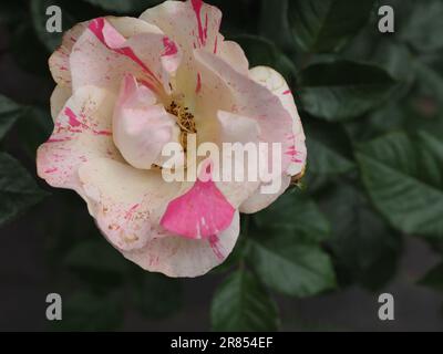 Rosa „Mind Games“ Blume aus nächster Nähe und von oben – eine rosa-weiße Rose mit ungewöhnlichen gestreiften Blütenblättern, die aussehen, als wären sie gemalt Stockfoto