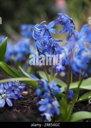 Die winzigen, tiefblauen Blüten der Scilla siberica (sibirische Keuche), einer bauchigen Staude, die im Frühjahr in Grenzen, Containern oder wilden Gärten blüht Stockfoto