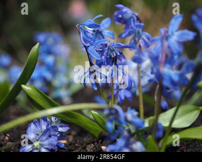 Nahaufnahme der hellblauen Scilla siberica (sibirische Schiele) Blüten, die im April in einem wilden Frühlingsgarten wachsen Stockfoto