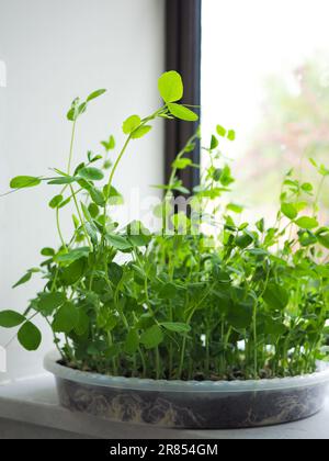 Nahaufnahme von grünen, üppigen Erbsenkeimen (Mikrogrün), die in einem flachen Kunststoffbehälter auf einer Küchenfensterbank als gesundes Essen oder Salatgarnierung wachsen Stockfoto