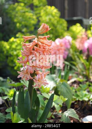 Nahaufnahme der orangen Hyazinthe „Gipsy Queen“ oder „Zigeunerkönigin“ (Vollpflanze), die draußen an einer sonnigen Frühlingsgrenze vor einem lindgrünen Hintergrund angebaut wird Stockfoto