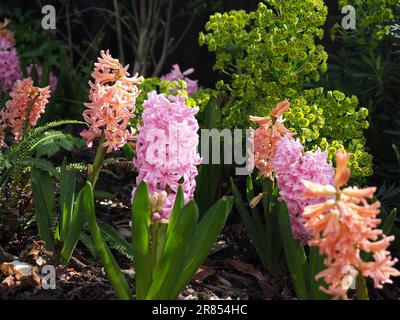 Hyacinth „Gyspy Queen“ / „Gipsy Queen“, Hyacinth „Anna Marie“ und Euphorbia „Wulfennii“ sorgen im Frühjahr für Farbkontraste in einer Gartenkante Stockfoto