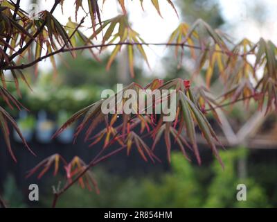 Nahaufnahme der jungen Blätter eines japanischen Ahorns/Acer palmatum, der im Frühjahr in einem britischen Garten herauskommt Stockfoto