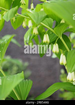 Nahaufnahme der weißen glockenförmigen Blüten auf einem bogenförmigen Stamm des Salomonsiegels (Polygonatum multiflorum) vor einem dunklen Hintergrund Stockfoto