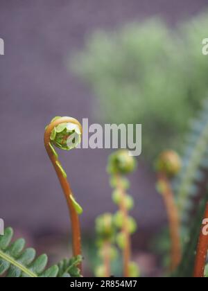 Nahaufnahme einer aufrollenden Frond oder fiddlehead des schattenliebenden Farns Blechnum Spicant (Hirschfarn oder harter Farn) im Frühjahr in einem britischen Garten Stockfoto