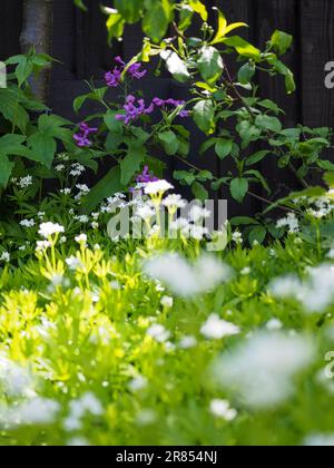 Ein hübscher wilder Blumenbereich eines Landgartens zeigt bewachsene Ehrlichkeit und Holzpflanzen im Schatten, um Bestäuber und andere Insekten anzulocken Stockfoto