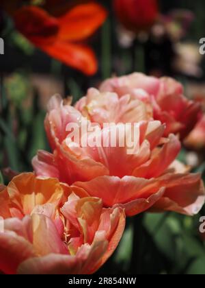 Nahaufnahme der Tulpe „Copper Image“ Blumen in einem Frühlingsgarten Stockfoto