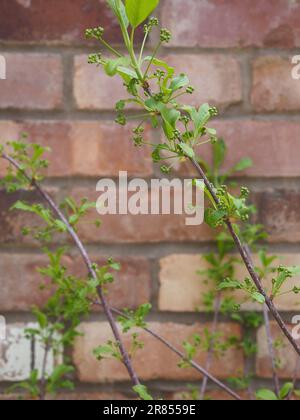 Zweige eines Euonymus alatus "Compactus" (Spindel)-Strauchs im Frühling vor dem Hintergrund eines alten Ziegelsteins Stockfoto