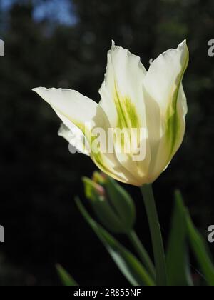 Nahaufnahme einer Tulpenblume „Frühlingsgrün“ mit der Sonne, die durch die weißen Blütenblätter mit grünen Streifen auf einem dunklen, kontrastreichen Hintergrund scheint Stockfoto