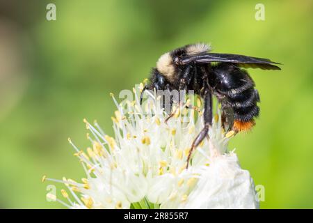 Fliegende Hummel, die Bienenpollen aus Zwiebelblüten sammelt. Bienen sammeln Honig. Eine zaghafte Hummel, die auf einem weißen Blumenmakro sitzt Stockfoto