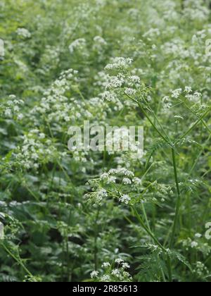 Nahaufnahme einer Stelle mit wunderschöner wilder KuhPetersilie (Anthriscus sylvestris), die im Frühjahr weiße Blumen und grünes Laub in der britischen Landschaft zeigt Stockfoto