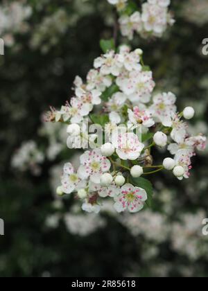 Nahaufnahme der rosa-weißen midland-Weißdornblüte (Crataegus laevigata) in einer britischen Landhecke im Frühjahr Stockfoto