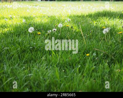Ein Park-Rasen, der lange vor No Mow May, einer Initiative zur Erhaltung der biologischen Vielfalt im Vereinigten Königreich, mit Löwenzahn und anderen Wildblumen zu wachsen begann Stockfoto