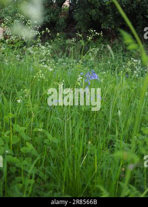 Ein Stück wildes, bewachsenes Gras mit Blauglocken und KuhPetersilie, aus nächster Nähe, auf Augenhöhe, zeigt die natürliche Artenvielfalt und die Vorteile von No Mow May Stockfoto