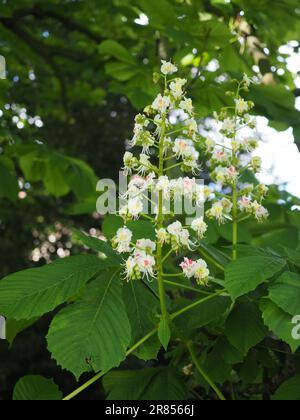 Nahaufnahme einer weißen und rosafarbenen Blütenpanikel des europäischen Rosskastanienbaums (Aesculus hippocastanum) im Frühjahr im Vereinigten Königreich Stockfoto