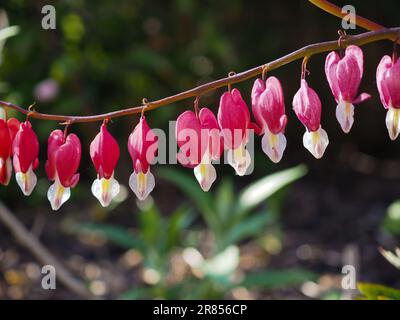 Rosa-weiße Dicentra/Lamprocapnos spectabilis (blutendes Herz) Blüten in Nahaufnahme, die an einem horizontalen Stiel in einem Cottage-Garten hängen Stockfoto