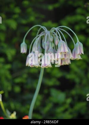 Nahblume einer Blumenblume von Allium siculum (sizilianischer Honigknoblauch), die in einem Frühsommergarten ihren Umbel nickender glockenförmiger Blumen zeigt Stockfoto