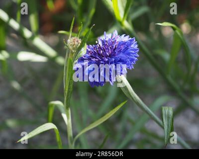 Nahaufnahme des jährlichen blauen Maisblüten (Centaurea cyanus „Blue Ball“) in gedämpftem Sonnenlicht in einem britischen Mähgarten im Frühling/Frühsommer Stockfoto