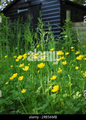 Porträtbild eines wilden Flecks schleichender Butterblumen (Ranunculus repens) in einem Garten in Großbritannien während des No-Mow-Mai Stockfoto