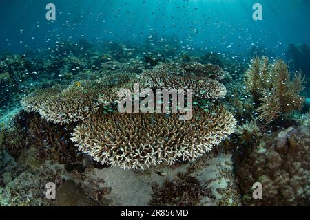 Korallen und Fische gedeihen an einem flachen Korallenriff in der Nähe von Komodo, Indonesien. Diese warme, tropische Region ist die Heimat einer außergewöhnlichen marinen Artenvielfalt. Stockfoto